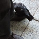 ヒトの足にのるハト