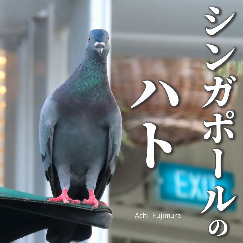 シンガポールのハト 表紙